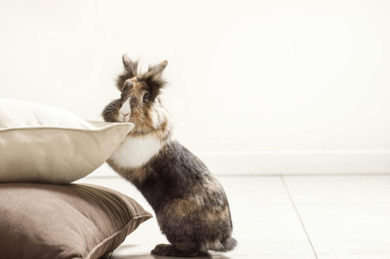 Ein Kaninchen oder Meerschweinchen ist wirklich niedlich und reizt besonders Kinder - über Auslauf sind sie dennoch sehr froh, was besondere Vorsicht in der Wohnung nötig macht.