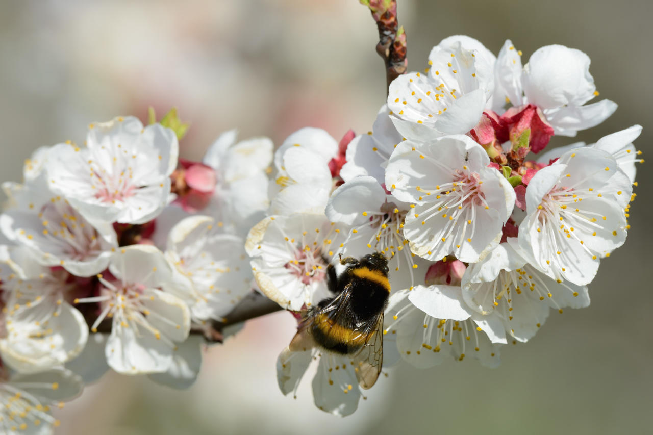 Über 100.000 Marillenbäume blühen in der Wachau. Auch die Hummeln haben ihre Freude.