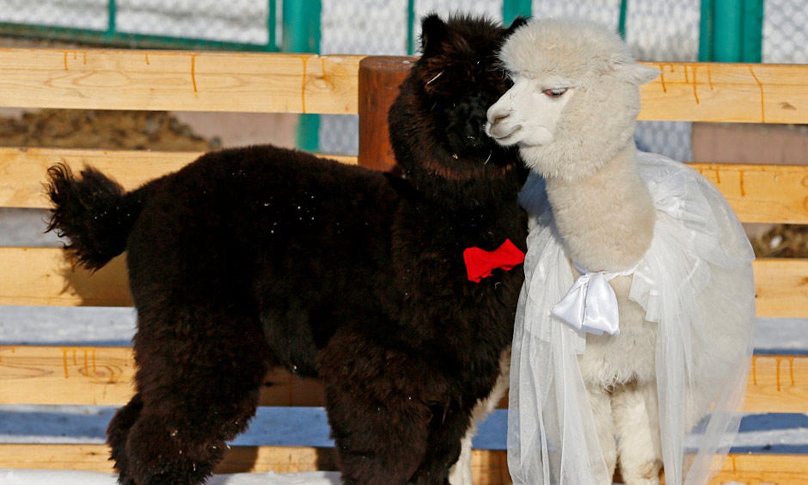 14.02.2017: Die kleinen Alpakas "Romeo" und "Julia" feiern den Valentinstag in trauter Zweisamkeit.