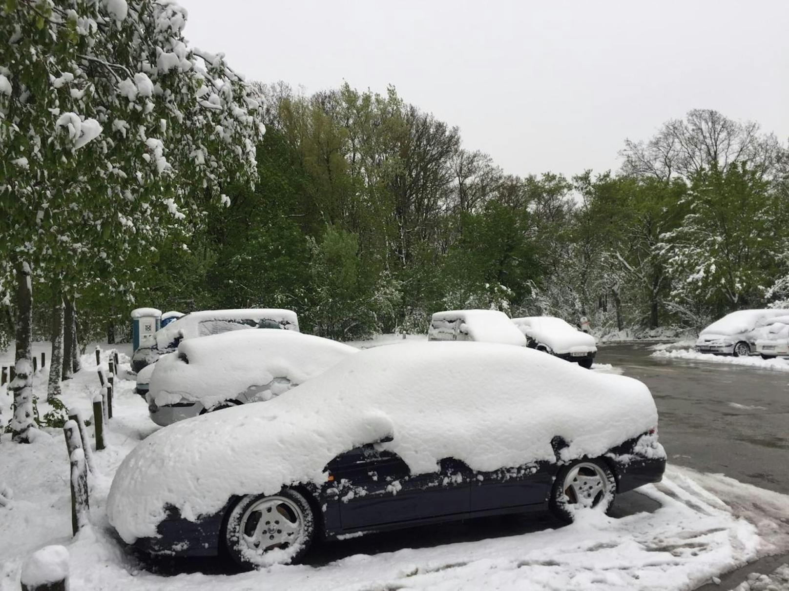 Parken Sie Ihre Autos besser nicht unter Bäumen bei Sturmwarnung