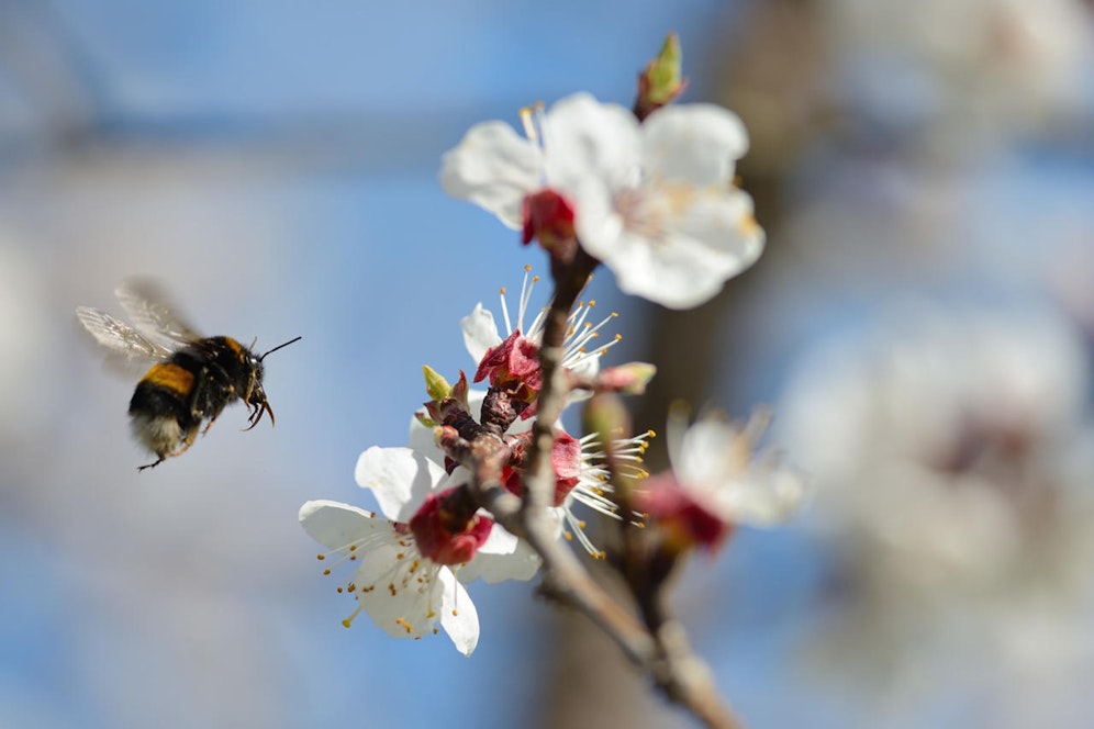 Über 100.000 Marillenbäume blühen in der Wachau. Auch die Hummeln haben ihre Freude.