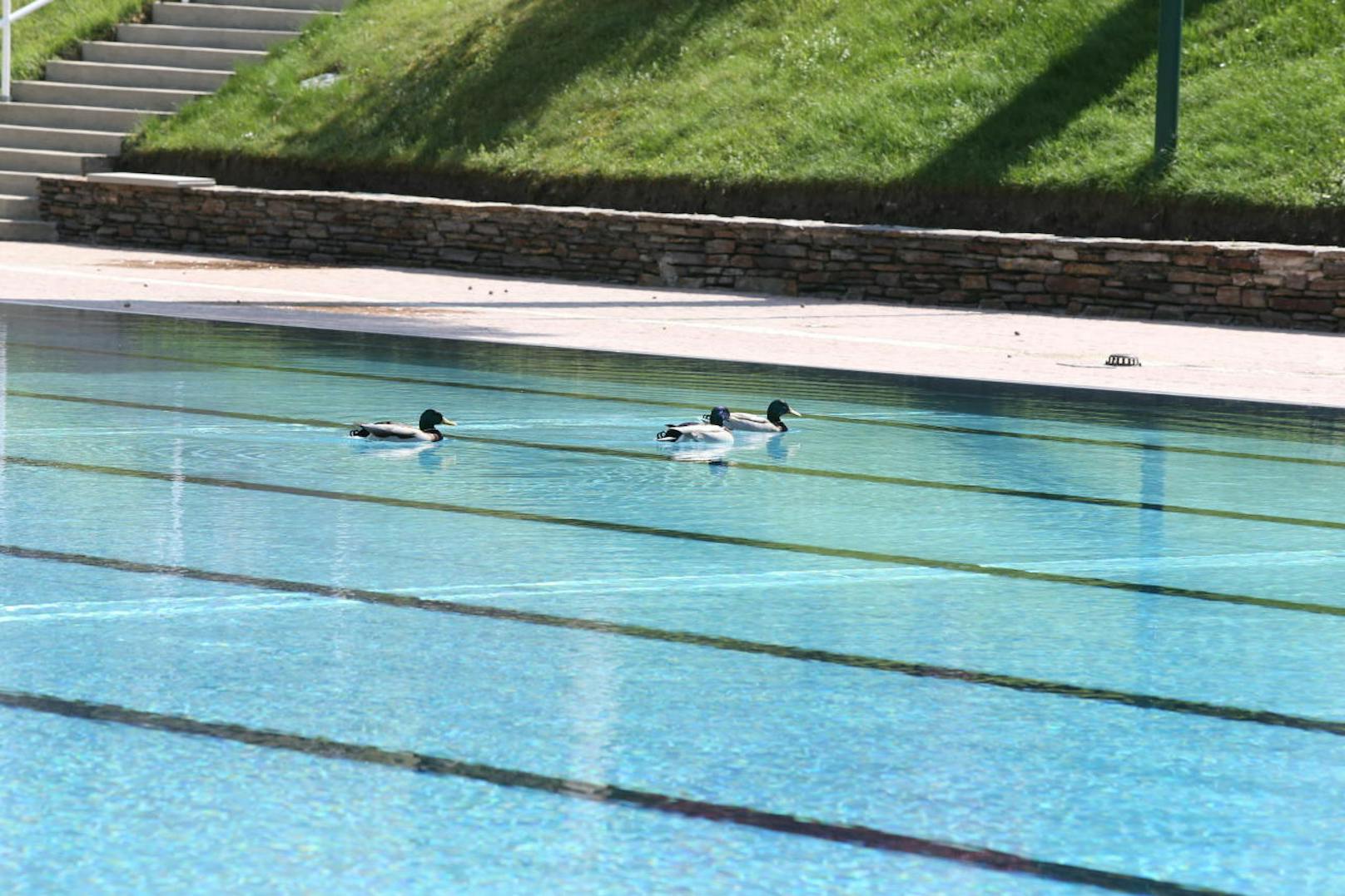 Die allerersten Badegäste: Die drei Enten hatten das Becken am Ostermontag noch für sich alleine.