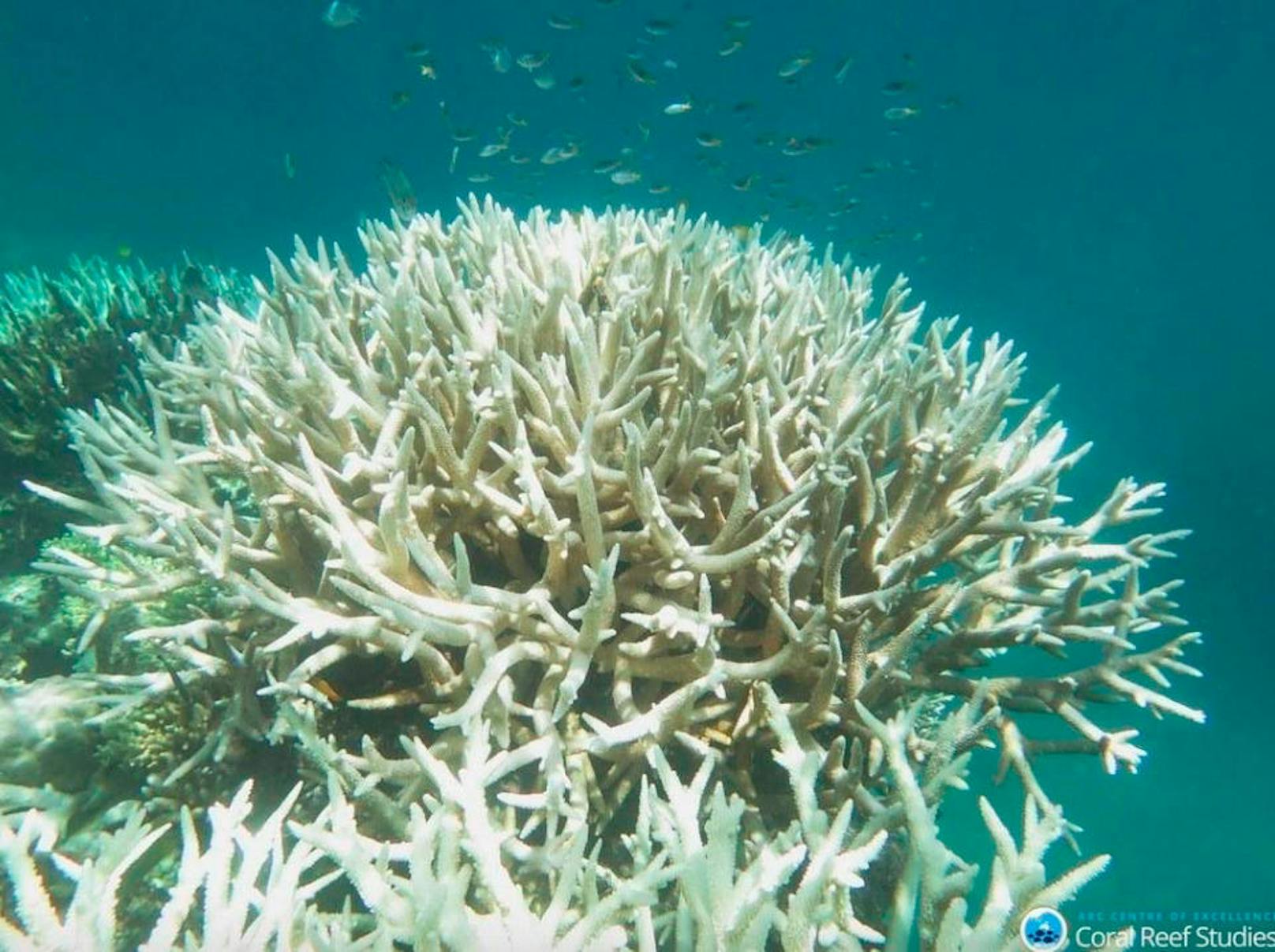 Korallen sind sensible Organismen, die nur in bestimmten Temperaturbereichen existieren können.