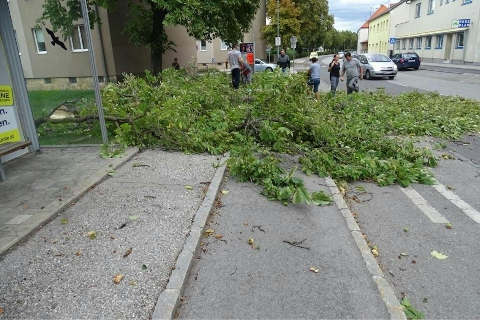 Um 16:59 Uhr wurden die Feuerwehren Ternitz- Raglitz und Ternitz-Flatz zu einem Sturmschaden Richtung Mollram gerufen. Baum über der Straße lautete die Alarmierung.