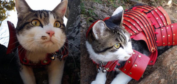 Samurai-Rüstungen für Katzen begeistern Netz – Digital