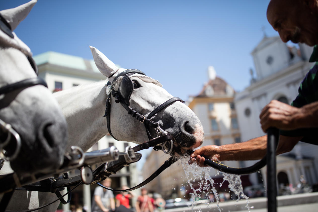 Die Hitzewelle erreicht in Wien einen neuen Höhepunkt: Erstmals haben auch die Fiakerpferde hitzefrei. (1. August 2017)