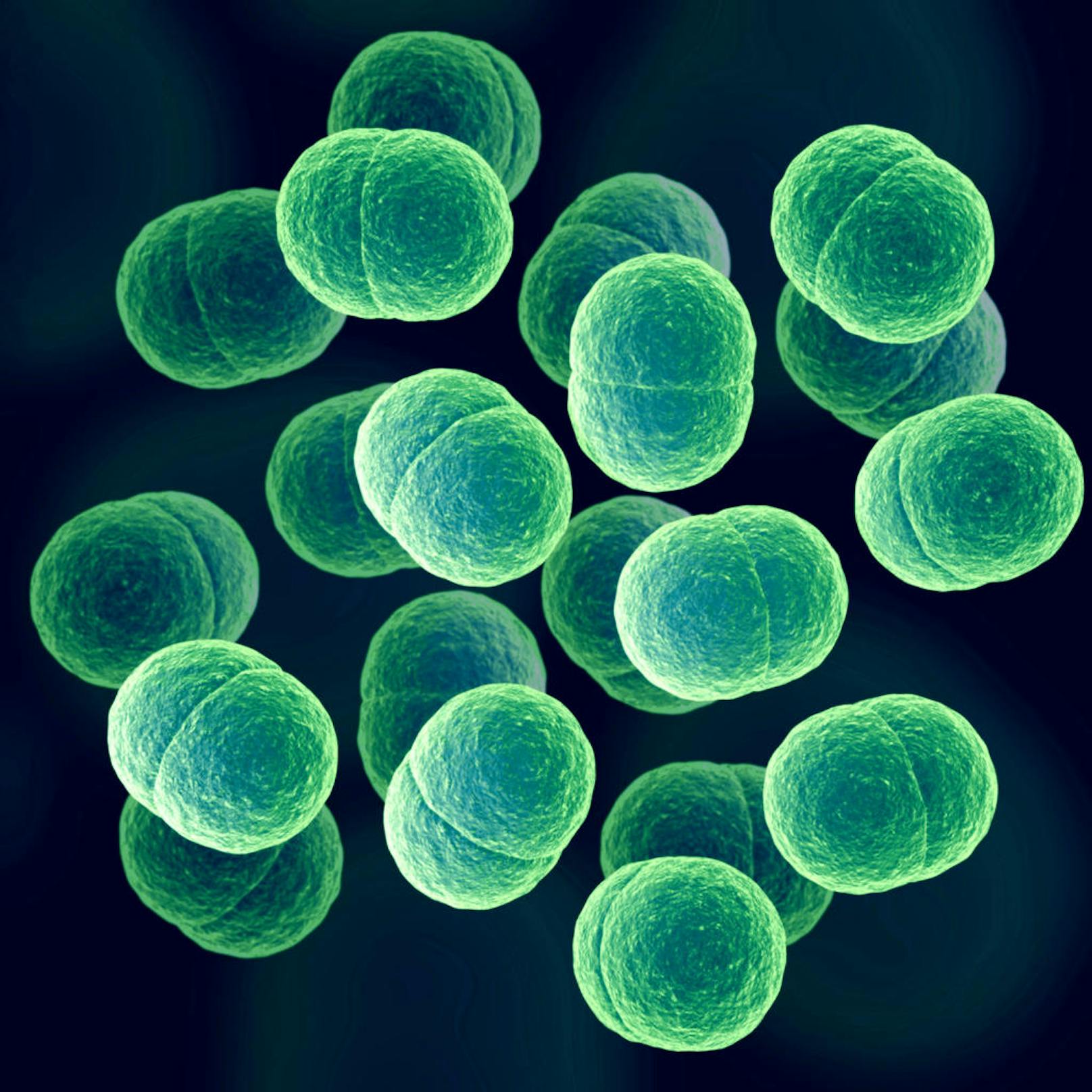 Das besagte Gen macht Macrococcus gegen alle Betalaktam-Antibiotika resistent, wie die Wissenschaftler weiter feststellten. Auch gegenüber der neuesten Generation von Breitband-Antibiotika, die zur Behandlung von Spitalinfektionen mit Staphylococcus eingesetzt werden.