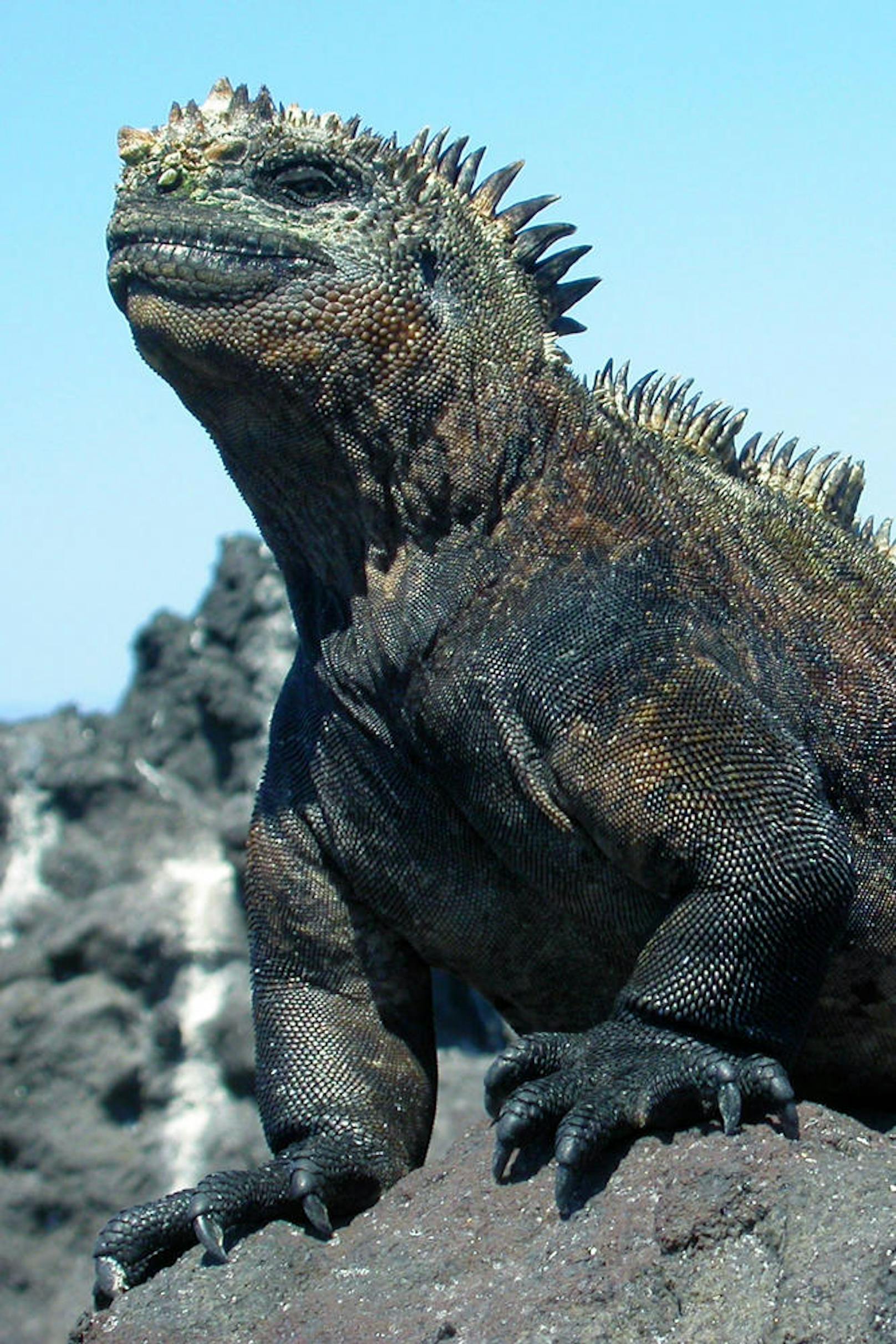 Der Grund: Die Forscher gehen davon aus, dass Meerechsen die Filmemacher bei der Schaffung von Godzilla inspiriert haben, wie sie im Fachmagazin "Zoological Journal of the Linnean Society" schreiben.