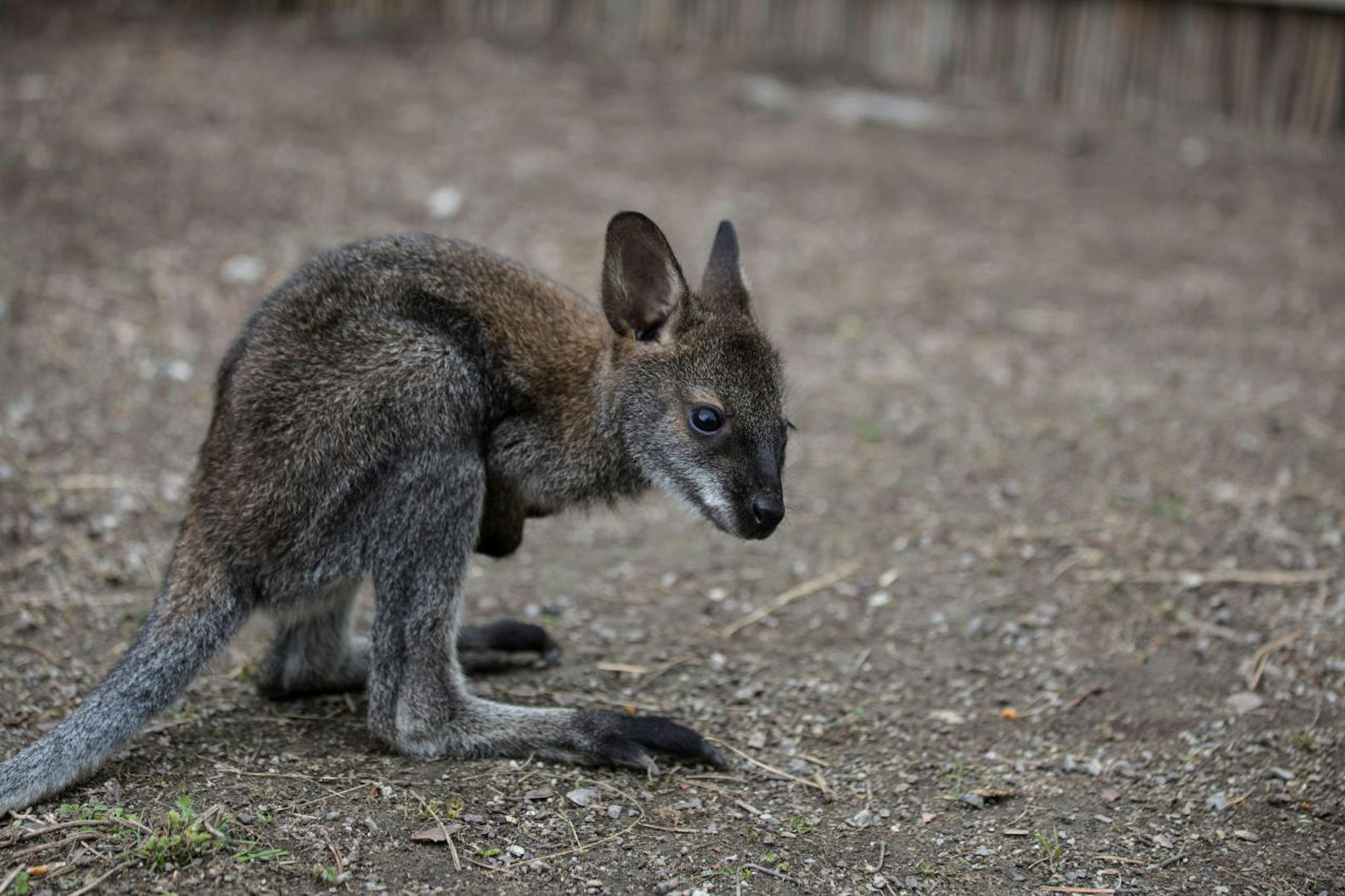 Das kleine Känguru schaute im Februar das erste Mal aus dem Beutel - jetzt hüpft es bereits alleine durch's Gehege.
