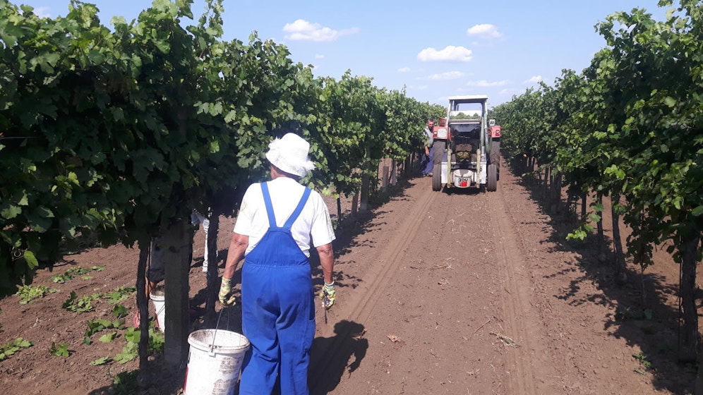 Um die Frische im Wein zu halten, muss die Traube möglichst kalt in die Presse. Dafür stehen die Winzer jetzt früher auf und ziehen auch die Weinlese einige Wochen vor.