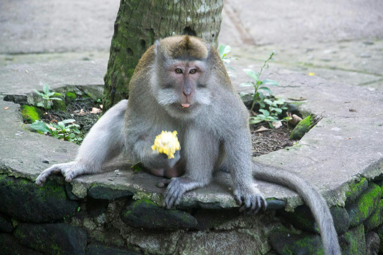 <b>Die Masche mit dem Affen: Bali</b>

Wer auf Bali die zahlreichen exotischen Tempel und Sehenswürdigkeiten besucht, darf sich häufig über die Gesellschaft grauer Langschwanz-Makaken freuen. Mit den süßen Äffchen kann man sich zwar königlich amüsieren, jedoch sollte man sich vor den flauschigen Primaten durchaus in Acht nehmen. Kinderbanden haben einige der kleinen Äffchen speziell darauf abgerichtet, dass sie Touristen die Handtasche oder Schmuckstücke stehlen. Sobald die haarigen Diebe in den Baumwipfeln der Tempelanlagen verschwunden sind, erklären sich Kinder selbstlos dazu bereit, das Diebesgut gegen eine kleine Gebühr wieder aus dem Baum zu pflücken. Leider ist die "kleine Gebühr" häufig alles andere als klein und das ganze Schauspiel eine beliebte Betrugsmasche.

<b>Tipp: </b>Touristen sollten beim Besuch von Tempelanlagen in Indonesien ihre Wertgegenstände immer eng am Körper tragen und die kleinen Äffchen ganz genau im Auge behalten.