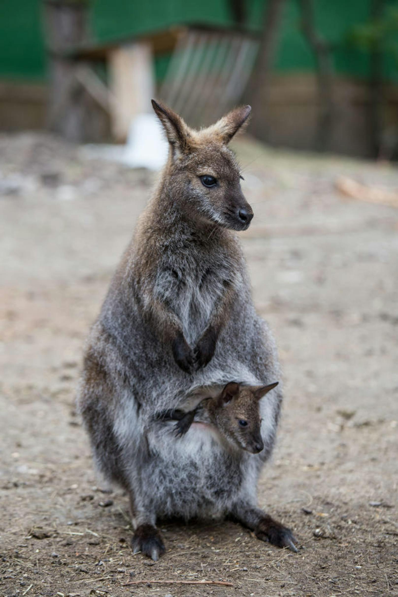 Wallaby "Klara" mit ihrem Nachwuchs.