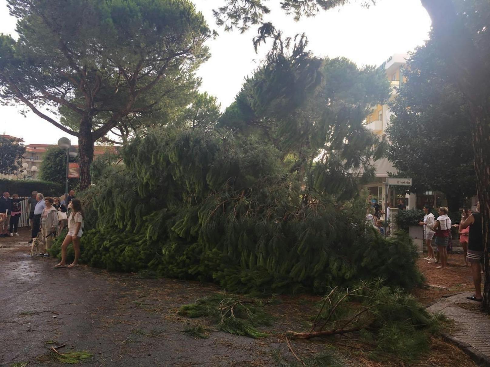 Dutzende Bäume wurden in Jesolo entwurzelt.