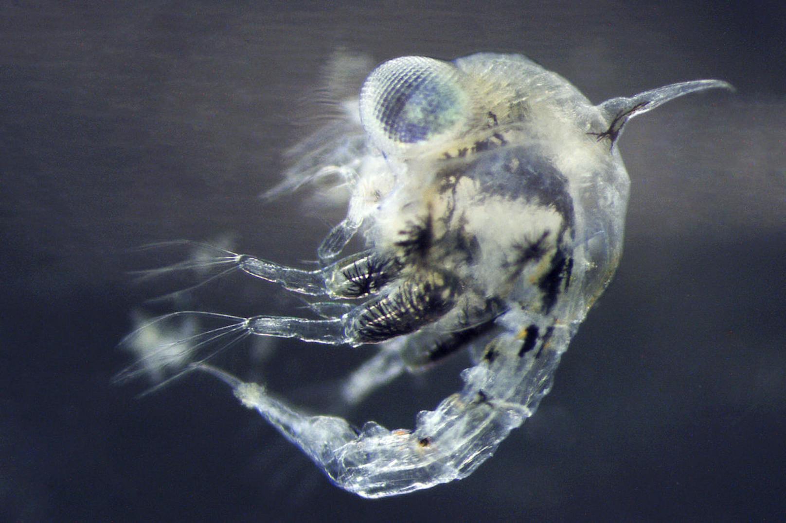 Flashig: Die Seespinnen-Larve treibt im Wasser.