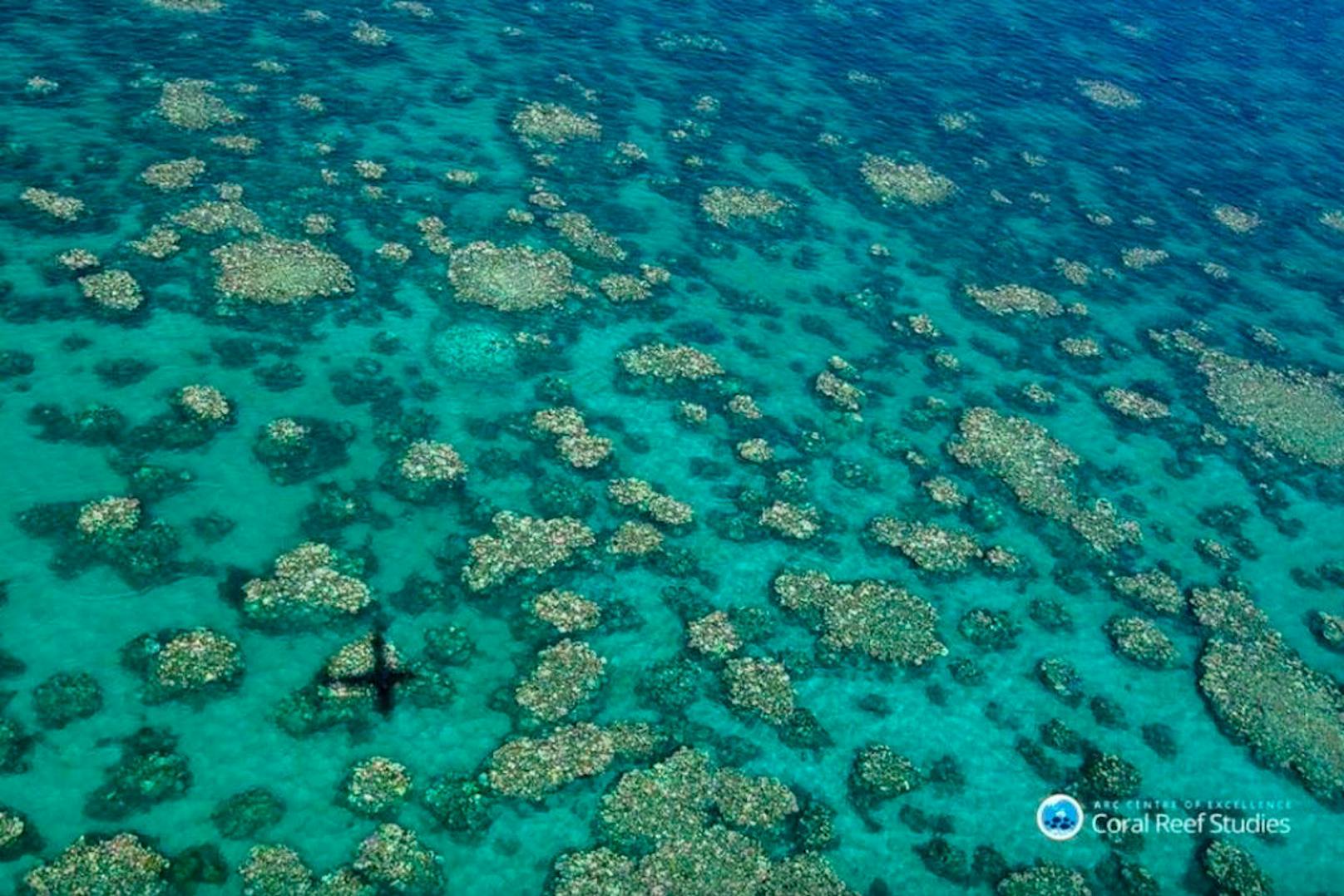2016 seien 29 Prozent der Flachwasserkorallen abgestorben, teilten Forscher am 29. Mai 2017 mit.