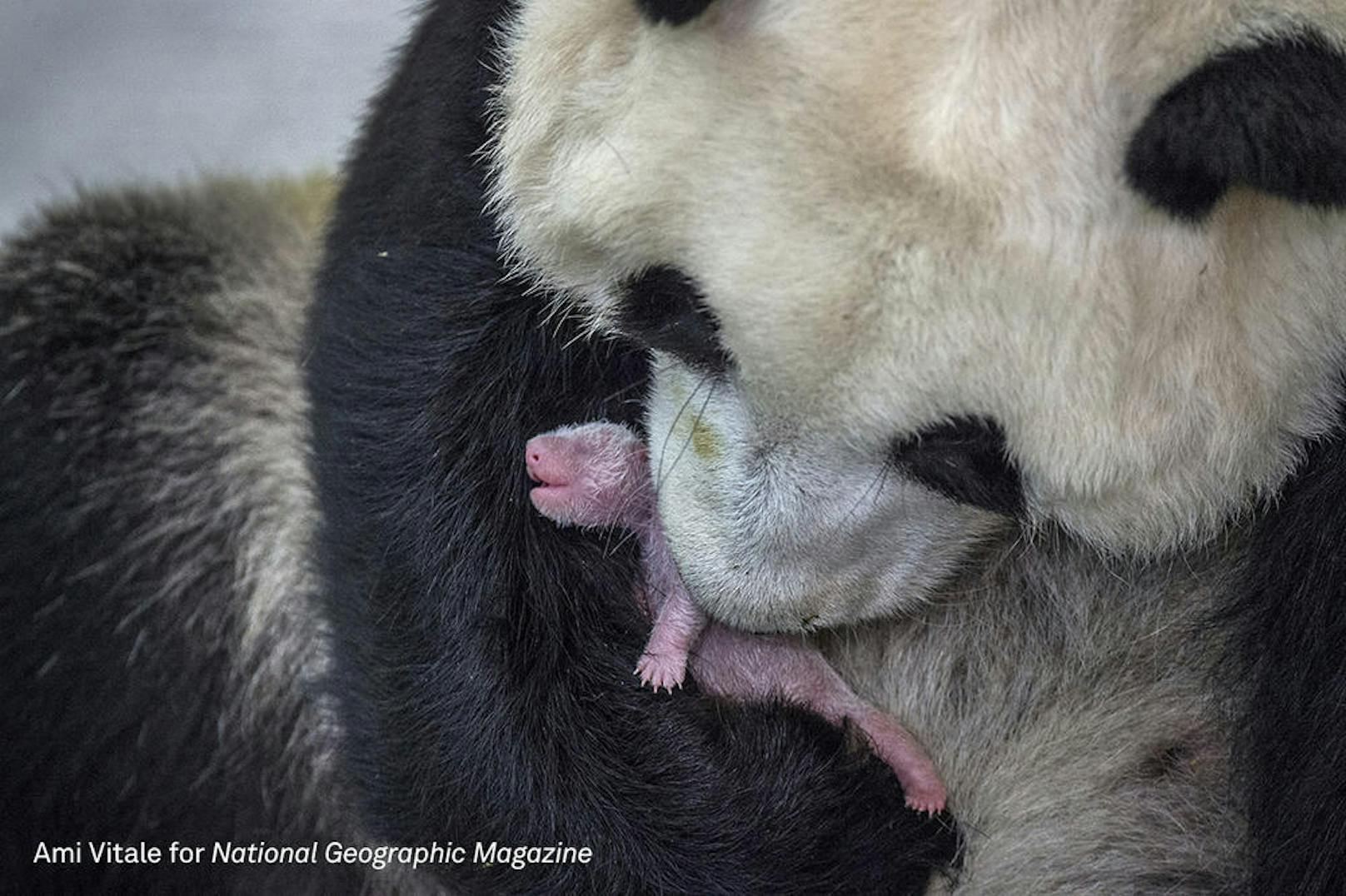 <b>Nature - 2. Preis, Stories</b><br> Die siebenjährige Pandadame Min Min mit ihrem Baby im Bifengxia Pandazucht- und Forschungszentrum in Sichuan. Drei Tage warteten die besorgten Pfleger auf die Geburt des Pandamädchens. Es wurde schließlich angenommen, dass das Baby tot zur Welt kommen wird. Stattdessen erschien mit einem lauten Schrei das größte Pandajunge des Jahres. Es ist Min Mins erstes Junge.