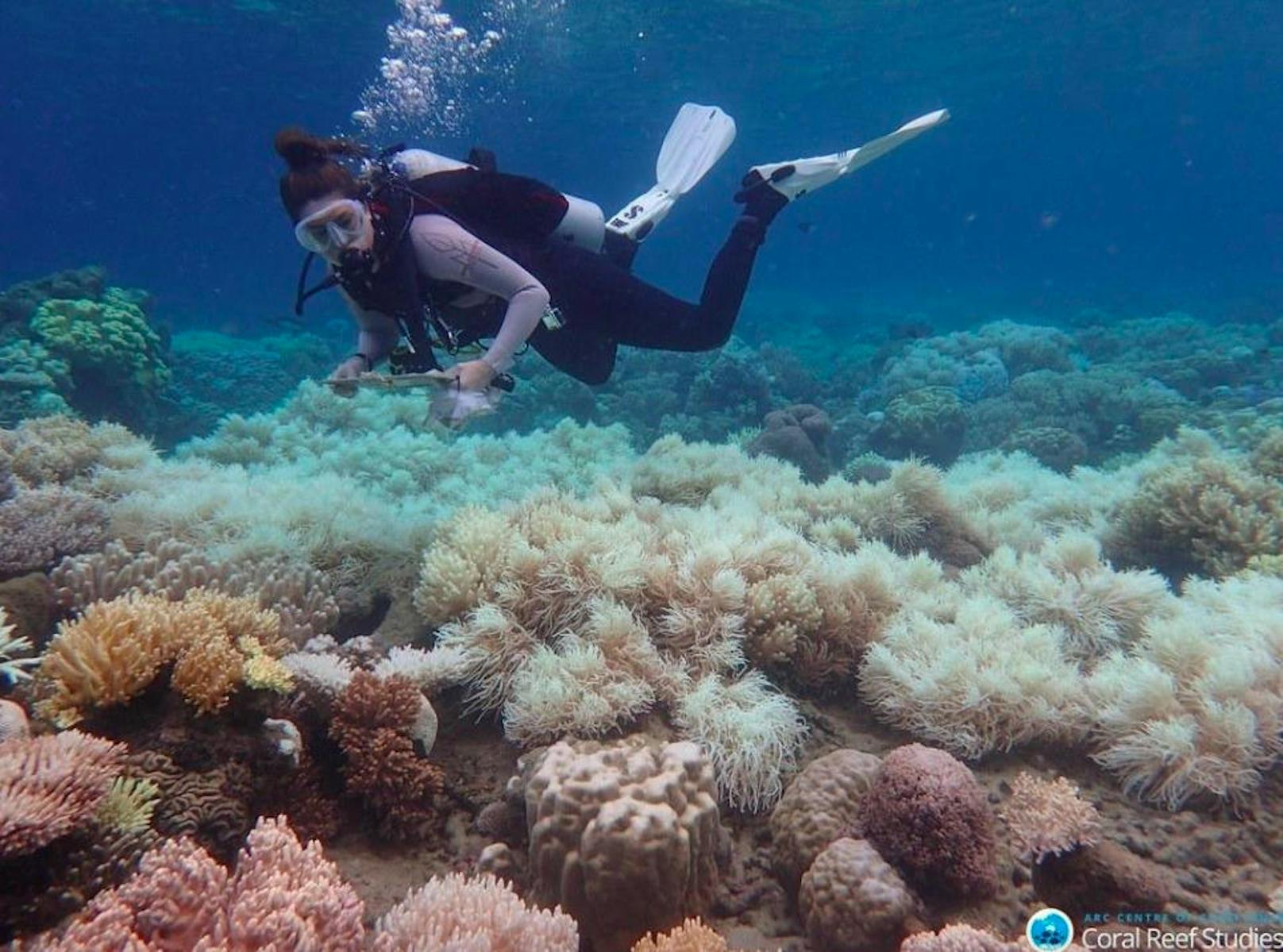 Die Korallenbleiche am Great Barrier Reef vor Australiens Nordostküste ist noch schlimmer als angenommen.