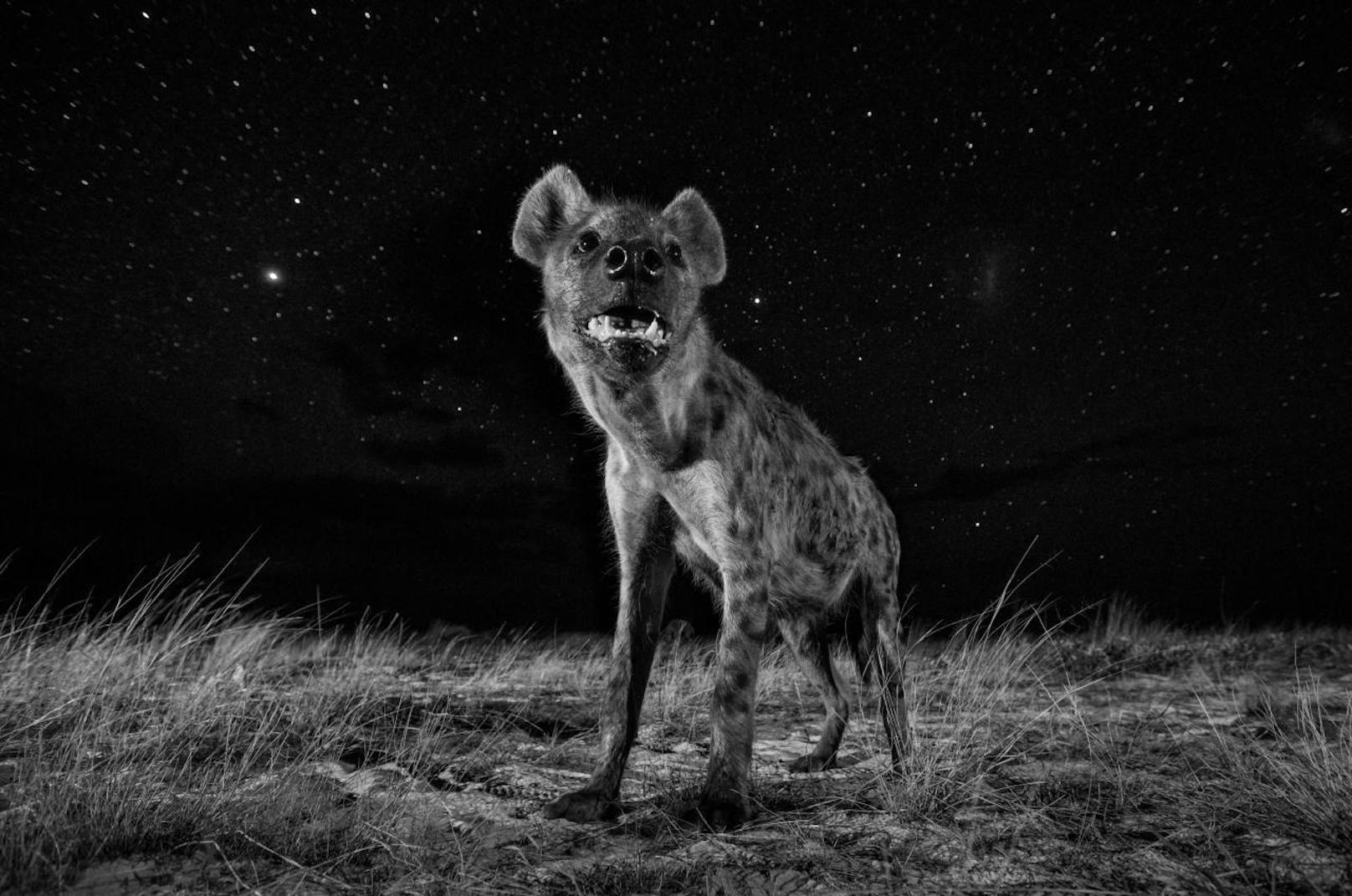Will Burrard-Lucas, United Kingdom, 1st Place, Professional, Natural World, 2017 Sony World Photography Awards