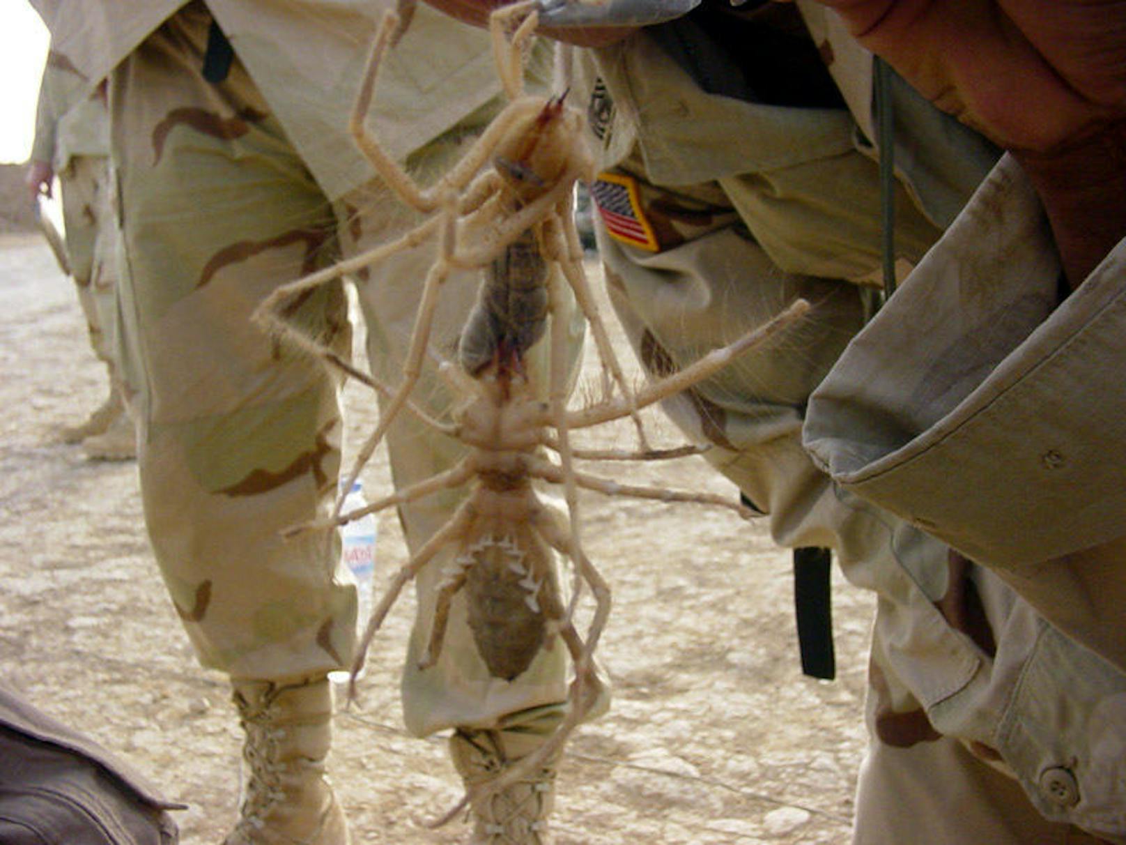 <b>Monster-Kamelspinnen:</b> Im Irak stationierte US-Soldaten sollen eine in der Wüste ansässige Monsterspinne entdeckt haben, die meterweit springen, rasend schnell laufen, ohrenbetäubend laut kreischen und sogar Menschen töten können soll.