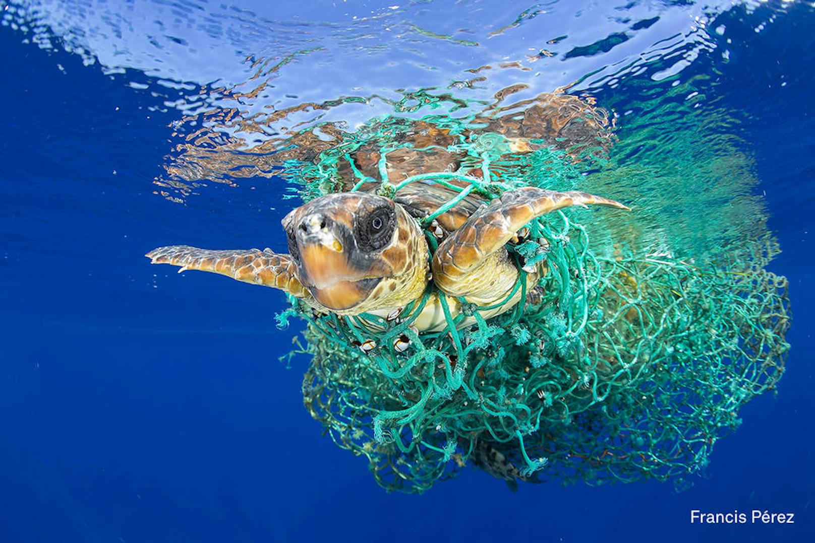 <b>Nature - 1. Preis, Singles</b><br>Eine Wasserschildkröte hat sich vor der Küste Teneriffas in einem Fischernetz verfangen. Jedes Jahr sterben durch unbeaufsichtigte Netze viele Exemplare der verletzlichen Tierart