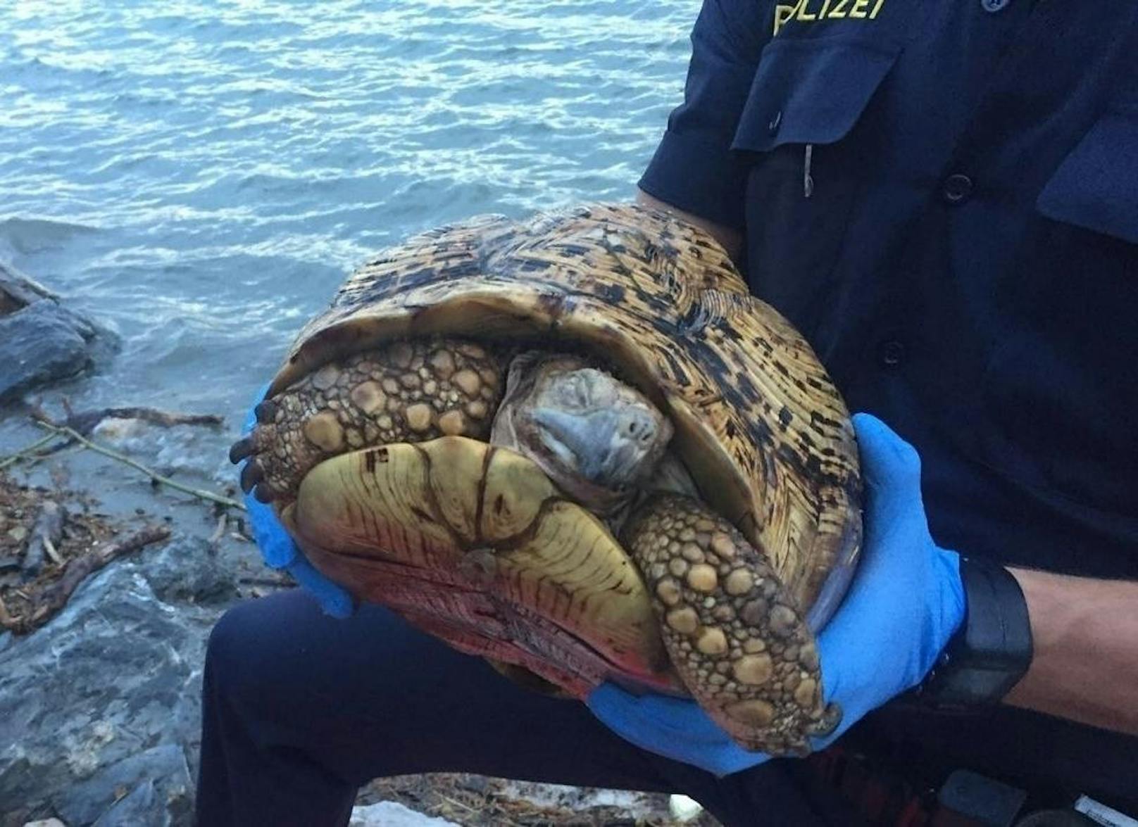 Am Donnerstag entdeckte ein Freizeitsportler am Ufer der Salzach eine tote Schildkröte.