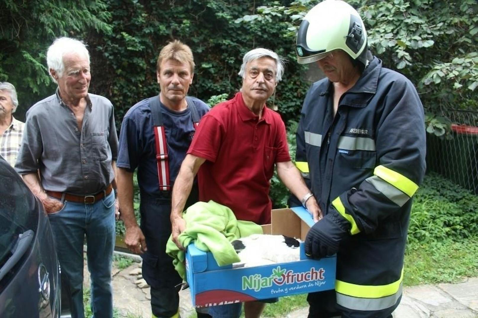 Die Feuerwehr Leibnitz rettete am Mittwoch drei Storchen-Waisen aus größter Not.