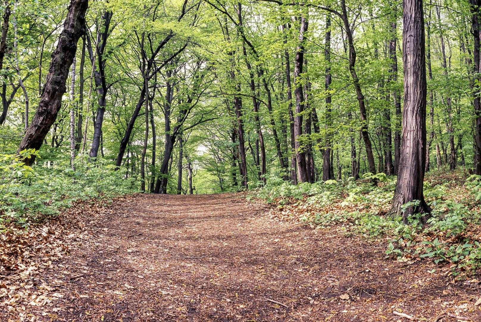 Auch gesunde Menschen sind vom üblen Streifeneffekt betroffen. Abhilfe soll ein Ausflug in die Natur schaffen. Im Bild: Ein Wanderweg im Wienerwald.