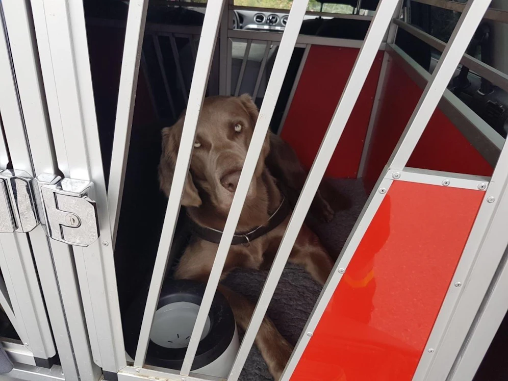 Zahlreiche Suchhunde waren im Einsatz (Symbolfoto)