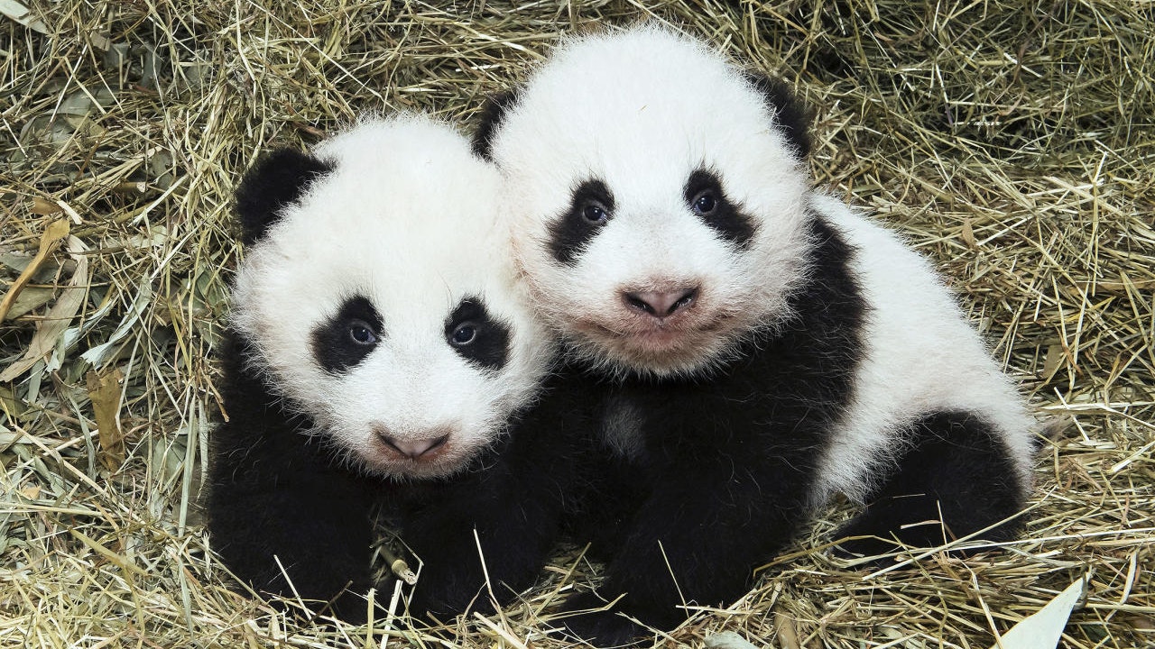 Die Panda-Zwillinge.