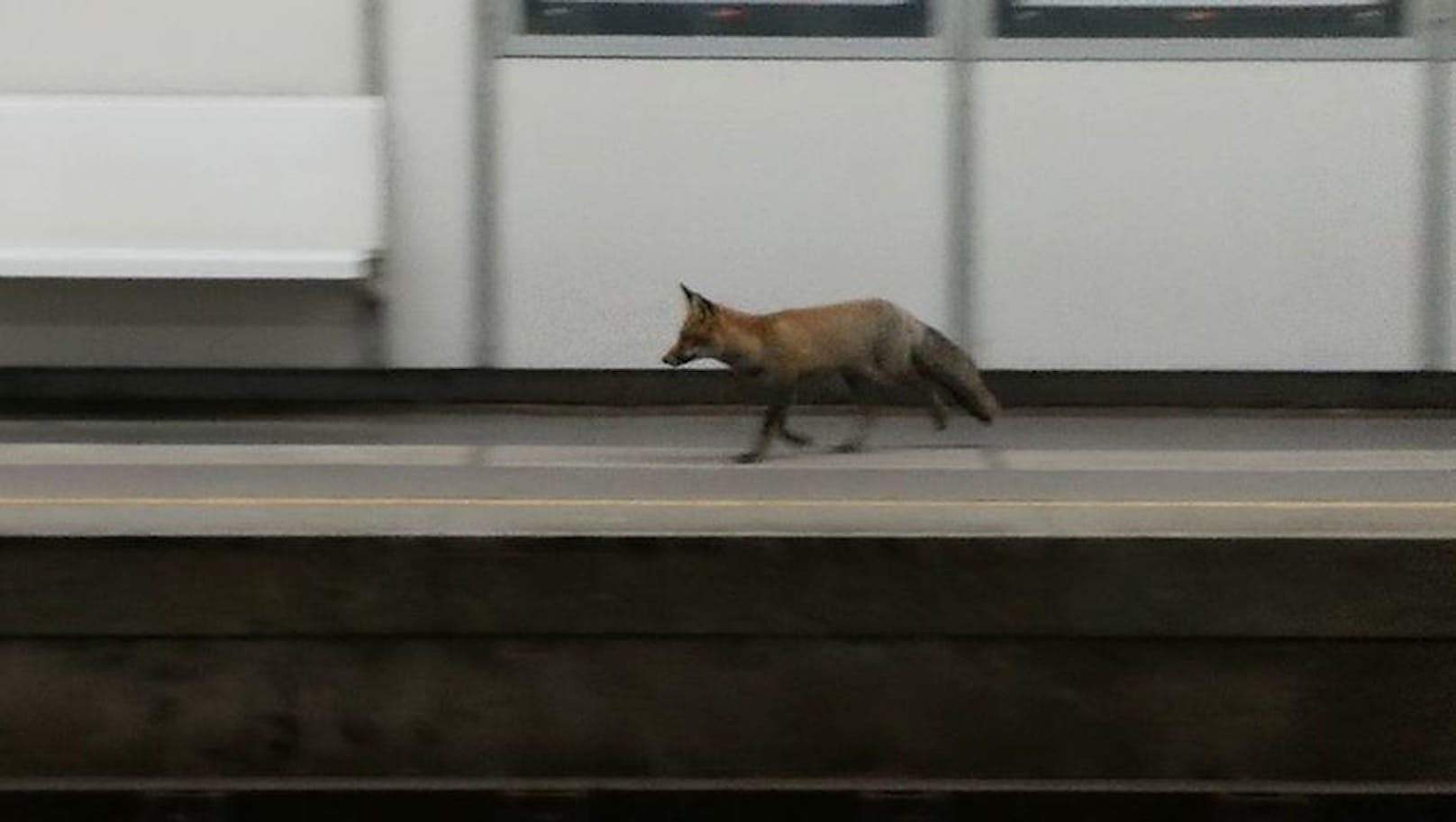 Der Fuchs spazierte durch die U6-Station. 