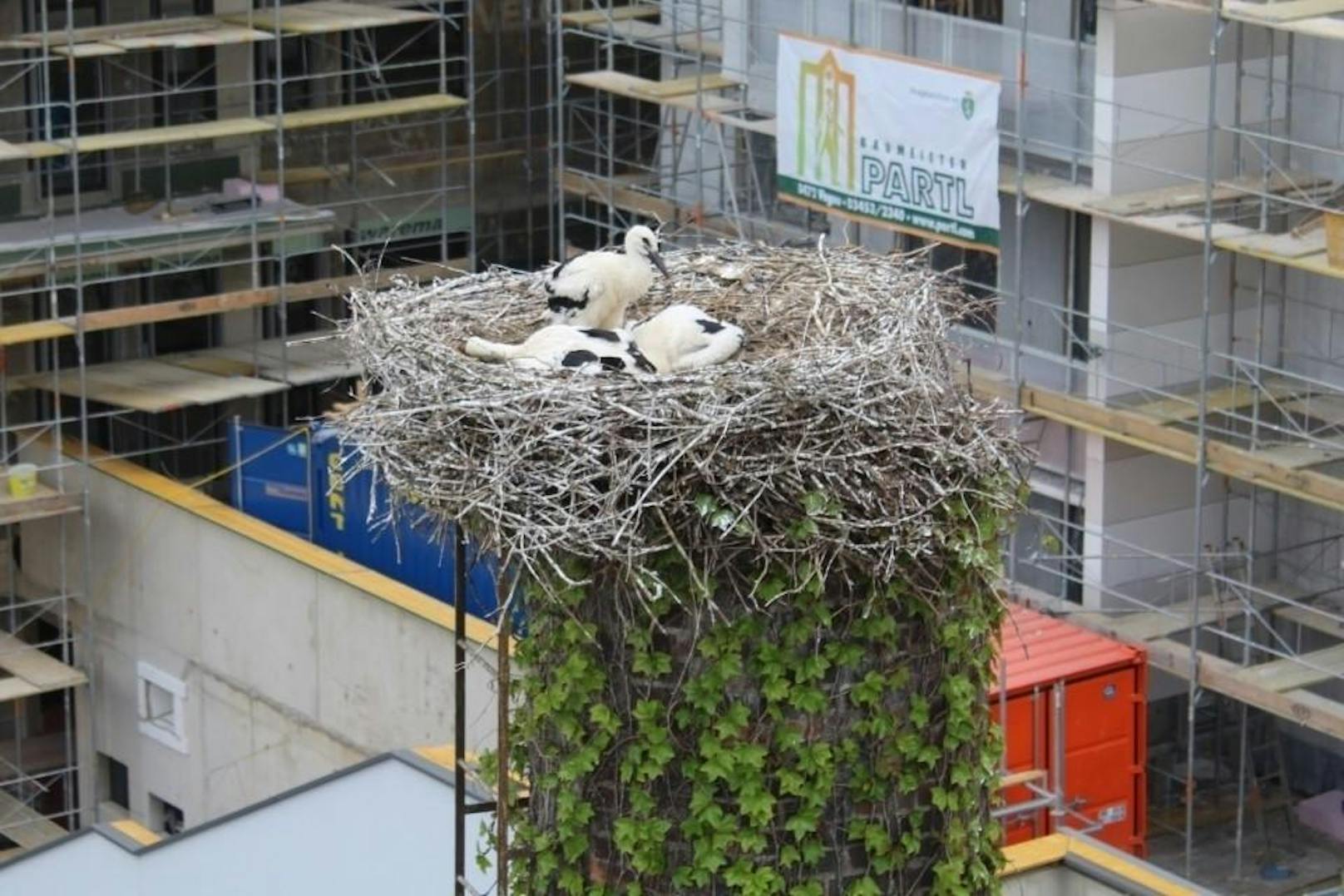 Die Feuerwehr Leibnitz rettete am Mittwoch drei Storchen-Waisen aus größter Not.