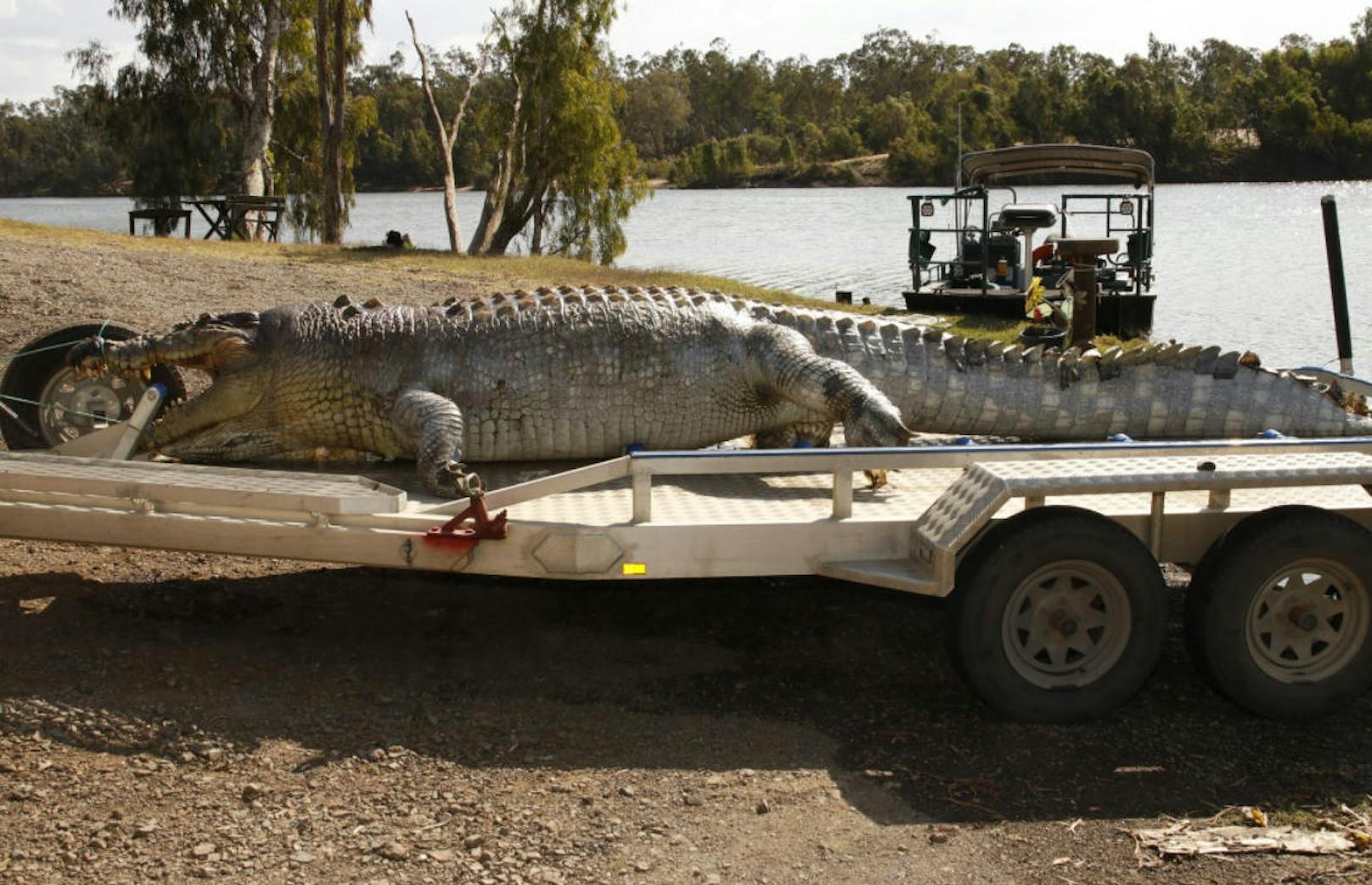 In Australien ist ein riesiges Krokodil erschossen worden