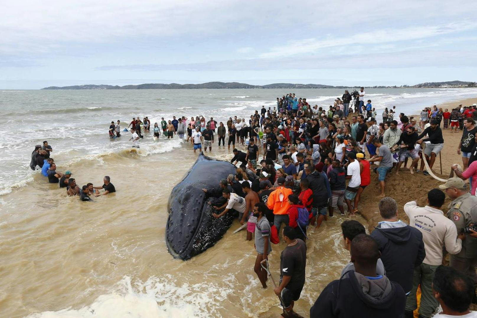 Hunderte Helfer retten einen zehn Meter langen Buckelwal, der auf dem Sandstrand steckengeblieben war.