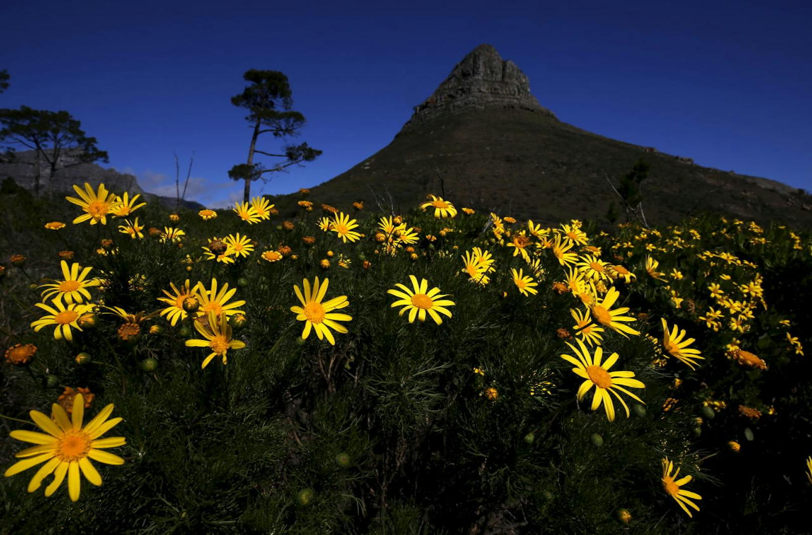 Platz 28: Tafelberg, Südafrika, 386.723