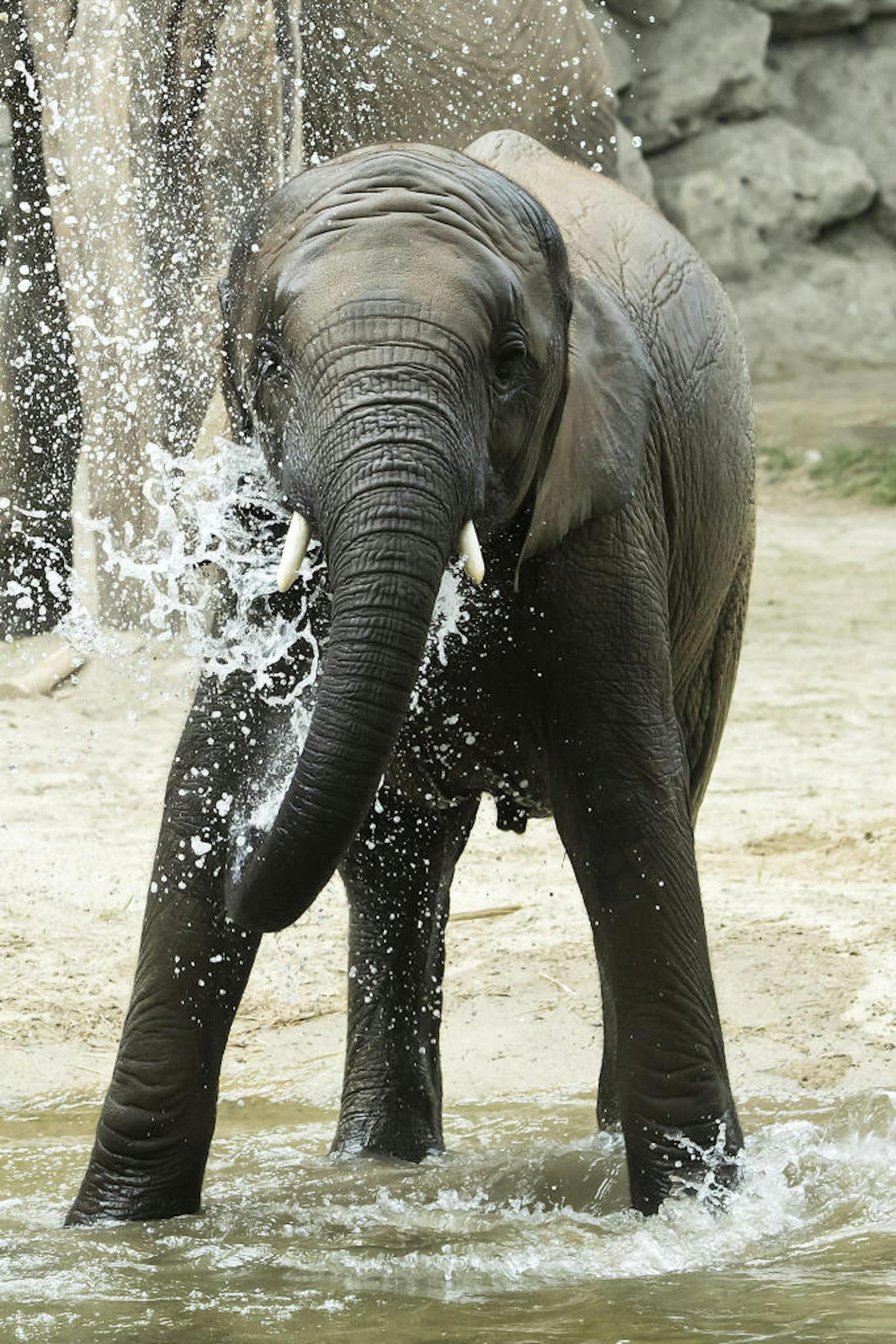 Um 15 Uhr wird der Geburtstag im Elefantenhaus gefeiert.