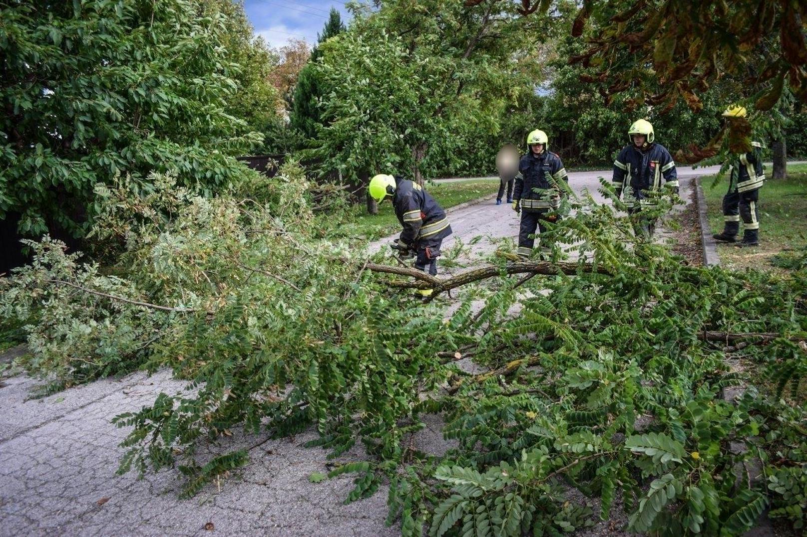 Auch im niederösterreichischen Sollenau wurden Bäume ausgerissen.
