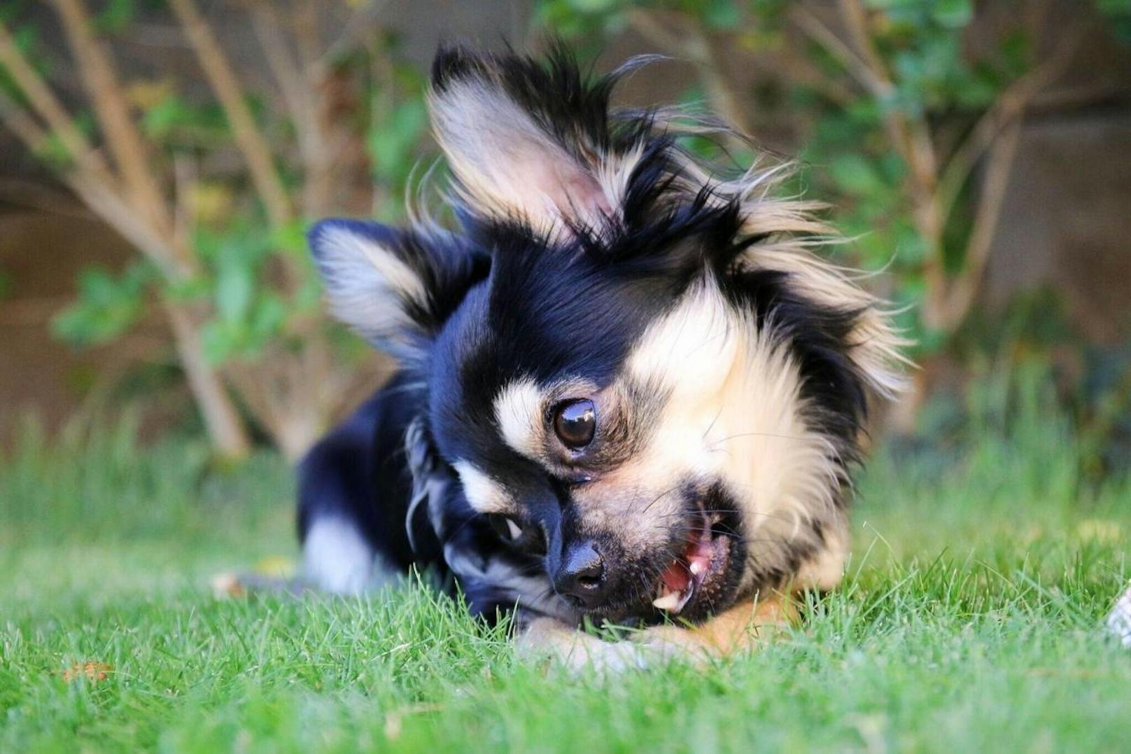 Mogli - ein 1 Jahr alt verspielter Chihuahua