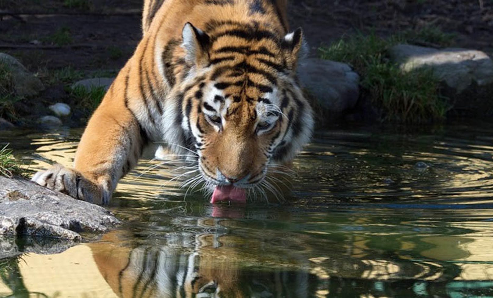 Tiger in Schönbrunn