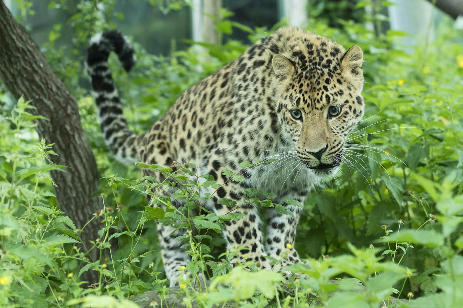 Süß: Die Leoparden nähern sich einander an.