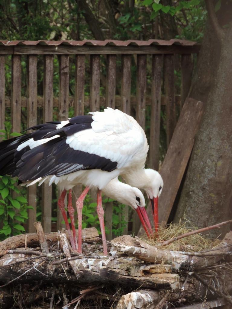 Die Eltern haben beide das Nest verlassen. (Symbolbild)