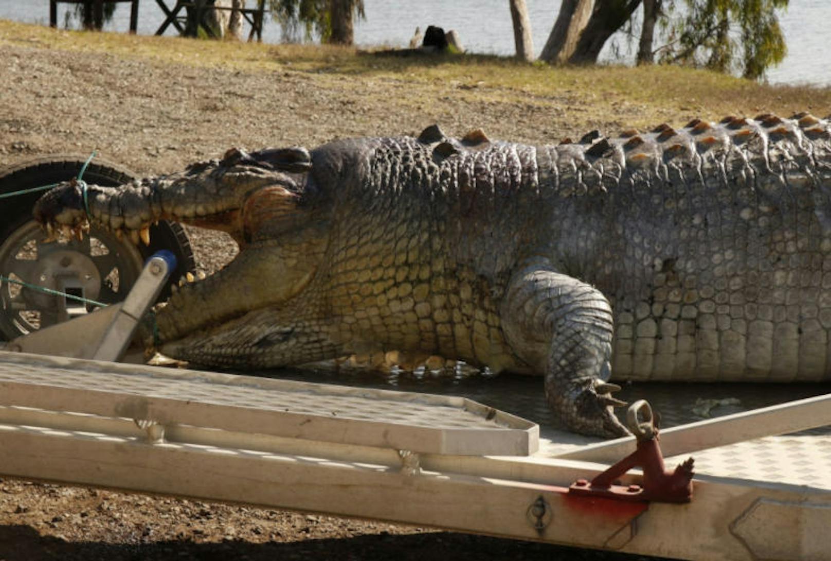 Das Krokodil wurde illegal erschossen. Die Behörde sucht nun nach den Verantwortlichen
