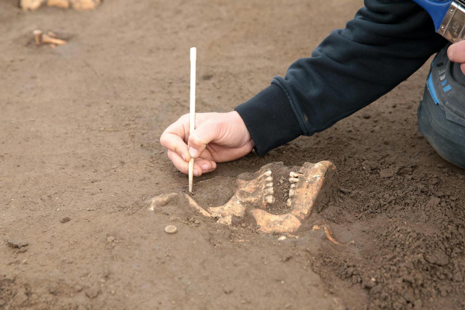 Sensation in NÖ: Bei Ausgrabungen wurden Skelette und Kriegsüberreste der "Schlacht bei Wagram" entdeckt.
