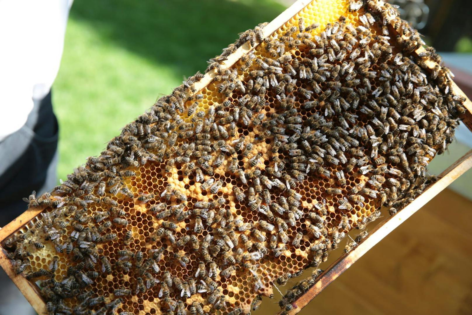 Bienen-Volk aus dem Bienen-Stock