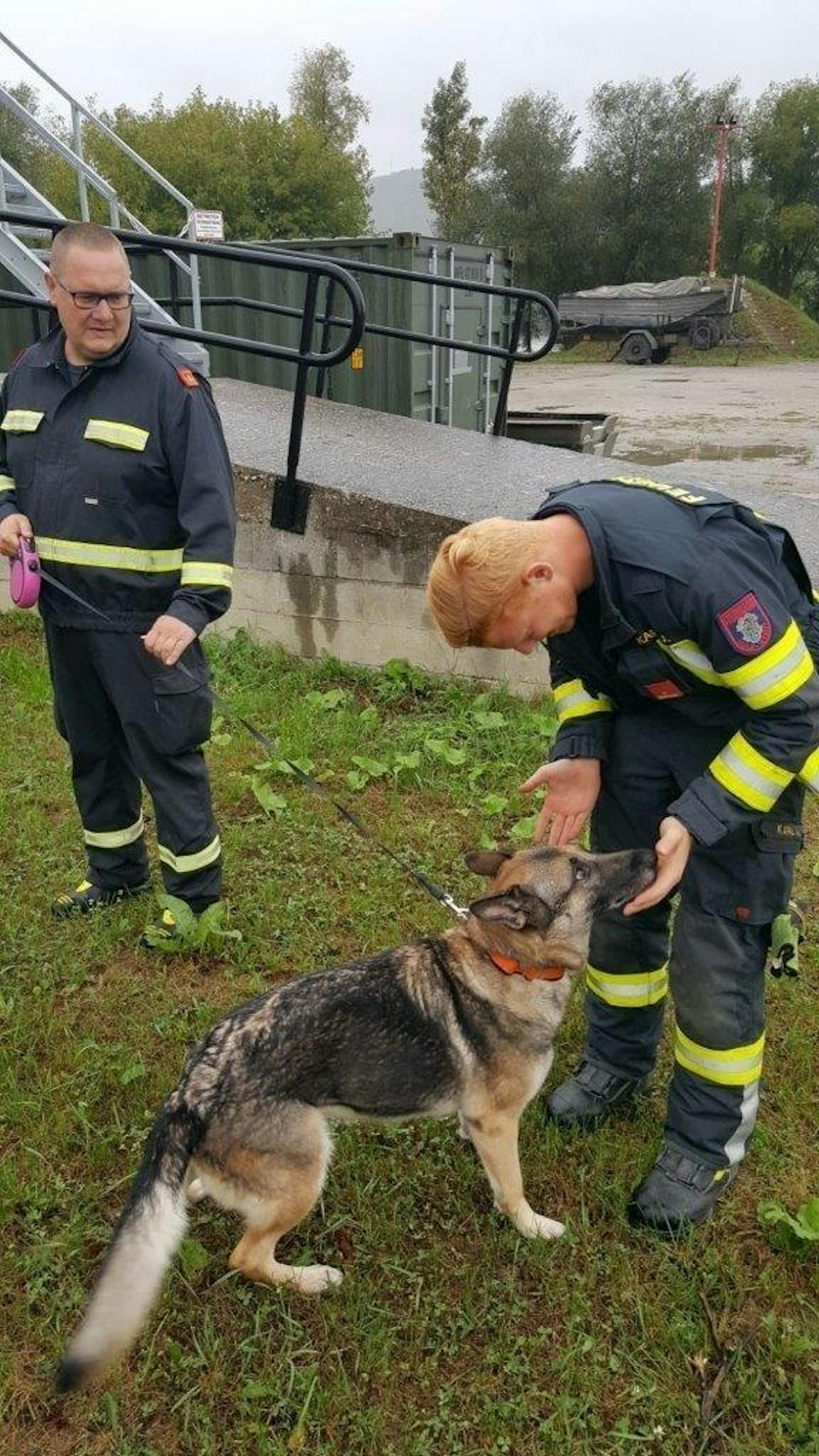 Die Feuerwehr Melk kümmerte sich um den Schäferhund. 
