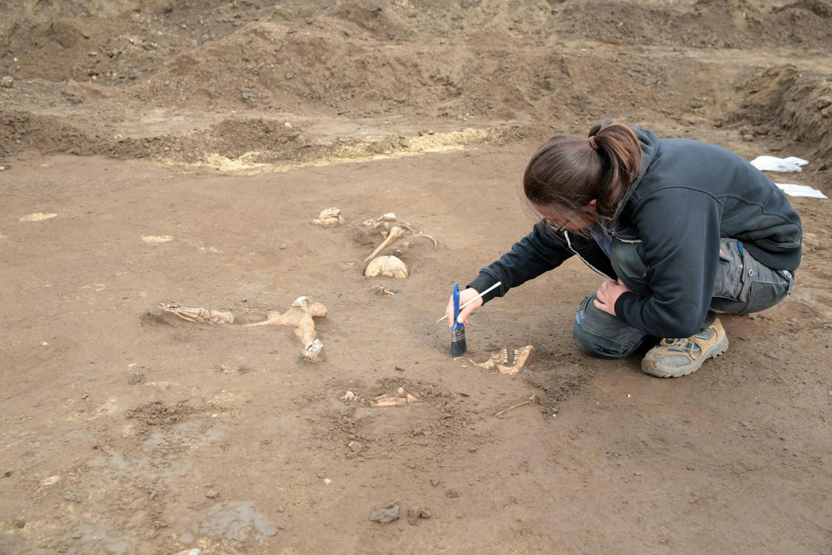 Sensation in NÖ: Bei Ausgrabungen wurden Skelette und Kriegsüberreste der "Schlacht bei Wagram" entdeckt.