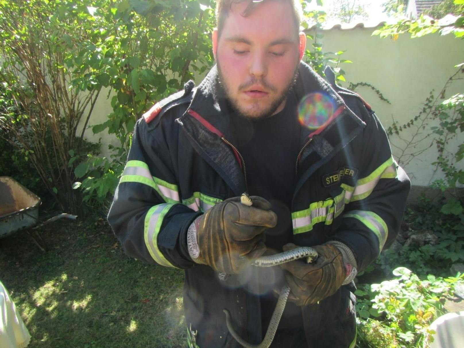 Feuerwehr-Einsatz: Schlange in einem Garten gefangen.                                