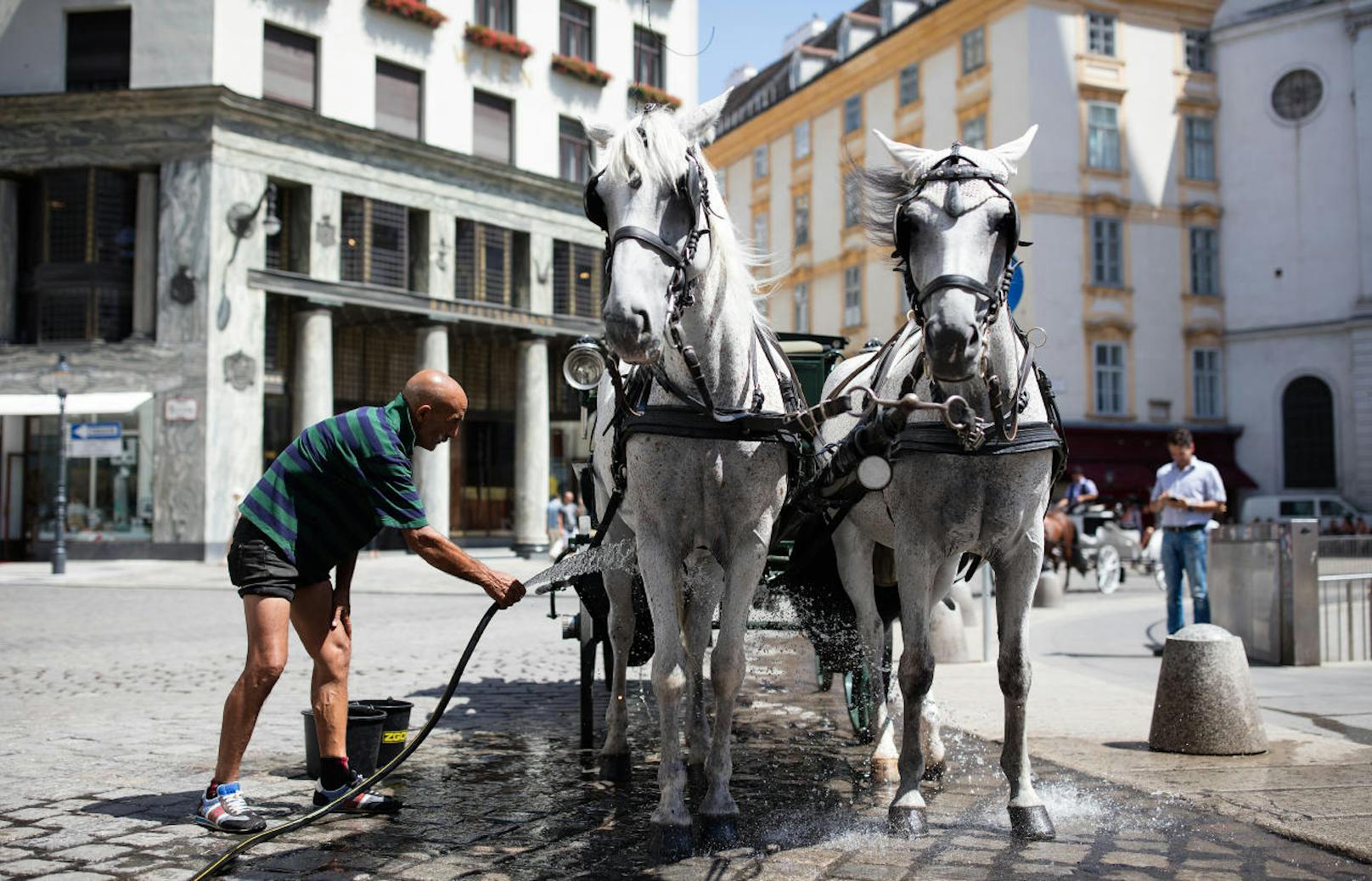 Die Hitzewelle erreicht in Wien einen neuen Höhepunkt: Erstmals haben auch die Fiakerpferde hitzefrei. (1. August 2017)