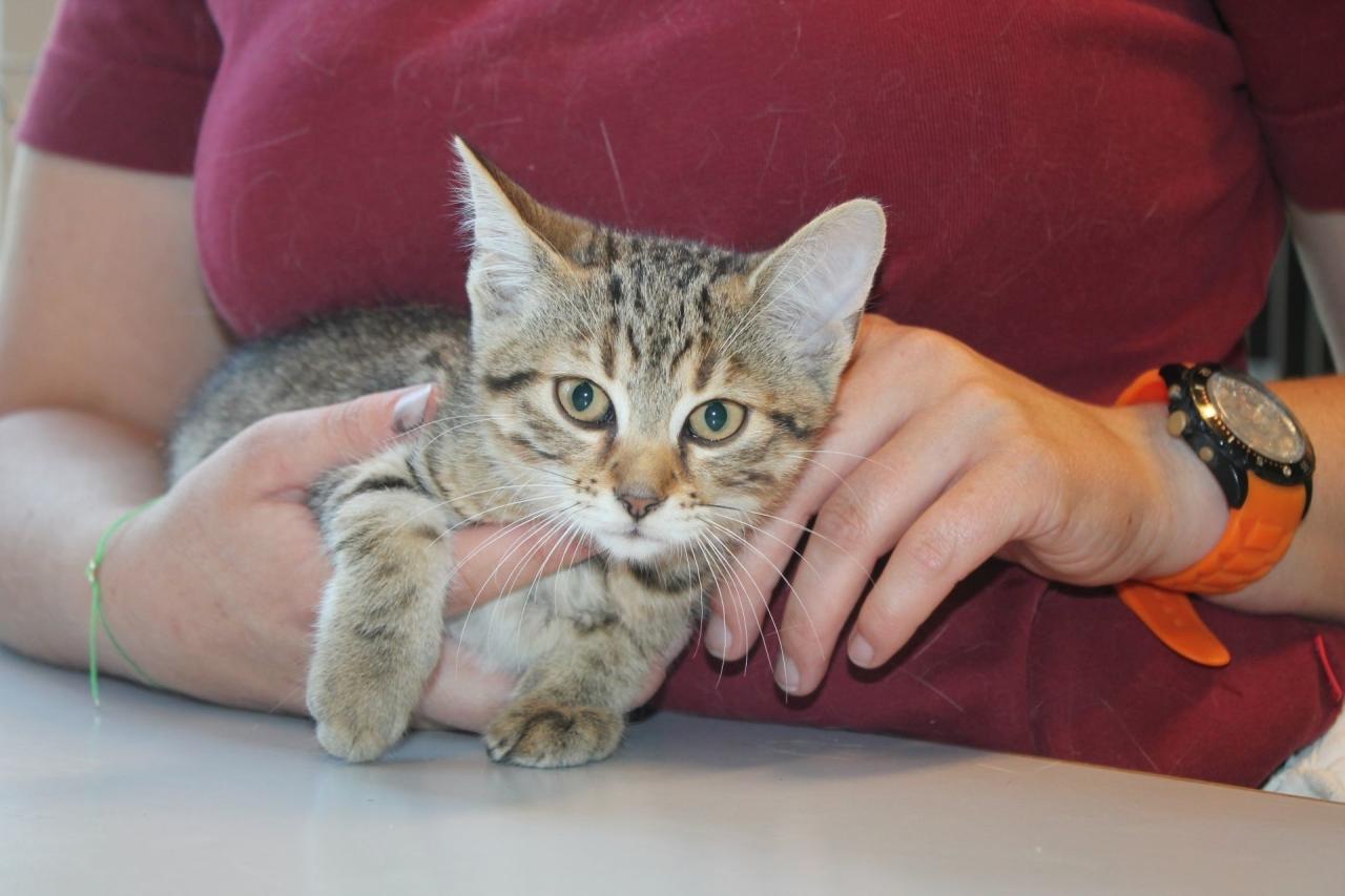 Das Katzenpärchen Romeo und Julia wurde am Freitag auf einem Parkplatz der Shopping-City Süd (SCS) in Vösendorf in Transportboxen abgestellt. Am Samstag entdeckte eine Dame in Zemling (NÖ) vor ihrer Haustüre eine Schachtel mit vier Kätzchen, die Unbekannte dort abgestellt hatten. Jetzt werden die Katzerl im Wiener Tierschutzverein gepflegt.