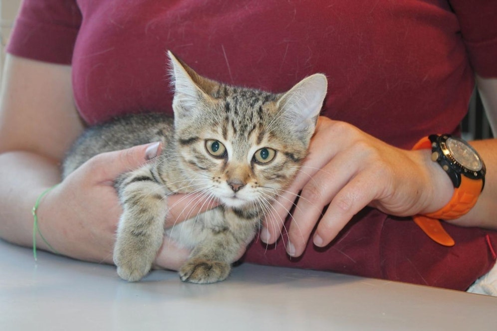 Symbolfoto eines ehemaligen Pfleglings im Tierschutzhaus.