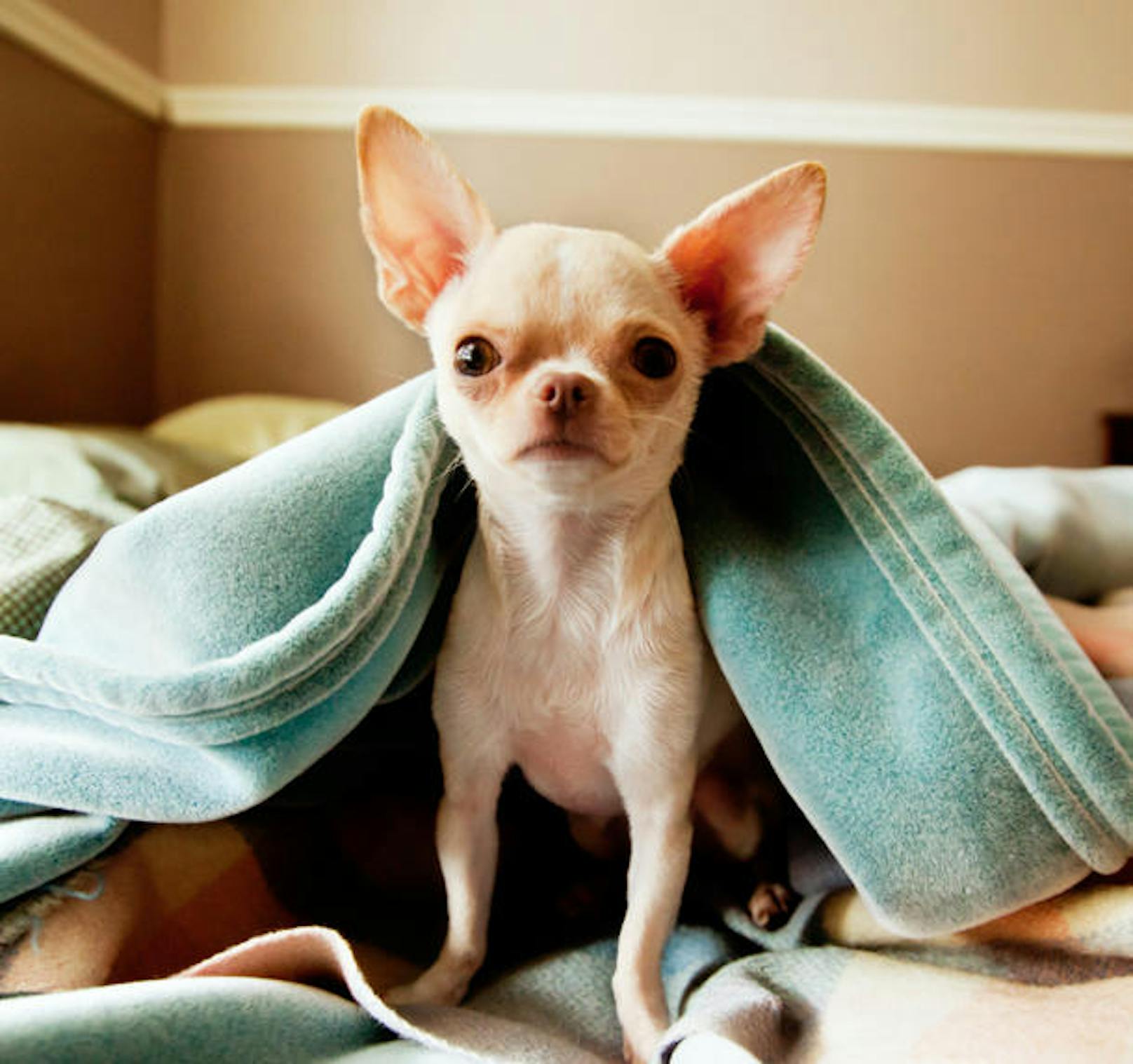 Ein Chihuahua wurde vermutlich mit Rattengift vergiftet.